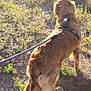 dog, golden_retriever, leash, outdoor, sunlight, dirt_path, rocks, greenery, nature, pet, canine, fur, walking, animal, daylight, standing, back_view, sunshine, summer, adventure
