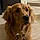Sadie