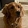 Sadie