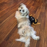 Rocco is registered to the contest to win money with this photo: animal, companion, cute, dog, domestic_animal, flooring, fluffy, fur, home, indoor, laying_down, looking_back, pet, playful, plush_toy, relaxed, resting, small_dog, toy, wooden_floor