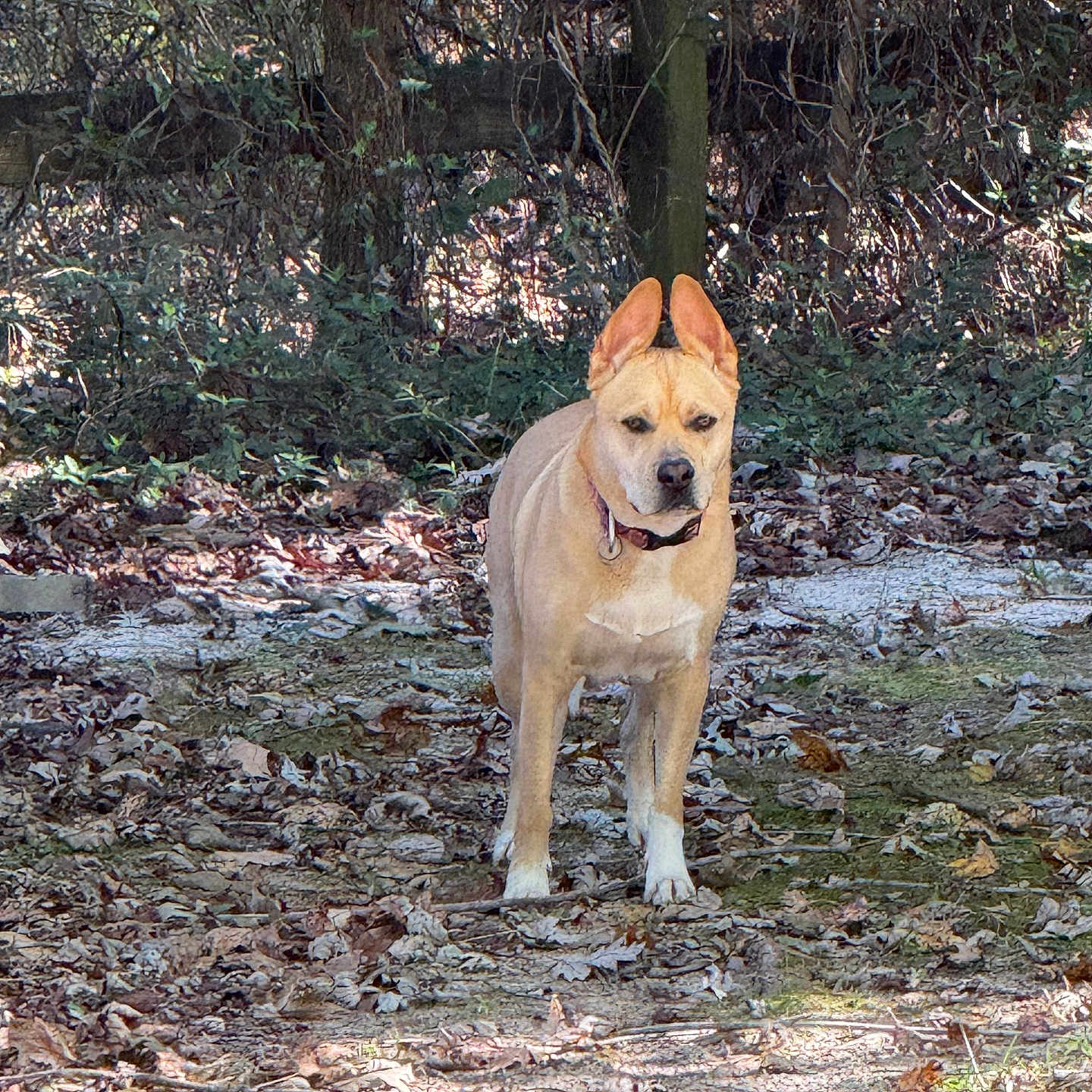 Rocco Rivera joined the competition — help win amazing prizes! dog, animal, forest, leaves, outdoor, nature, canopy, tree, pet, alert, brown_dog, collar, standing, sunlight, ground, woods, daylight, mammal, ears, quiet