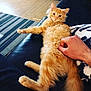 Cerise participe au concours pour gagner de l'argent avec cette photo : cat, couch, curious, domestic_animal, feline, fluffy, fur, hand, indoor, leather, living_room, orange_cat, paw, pet, playful, relaxed, striped_rug, tail, tickling, wooden_floor