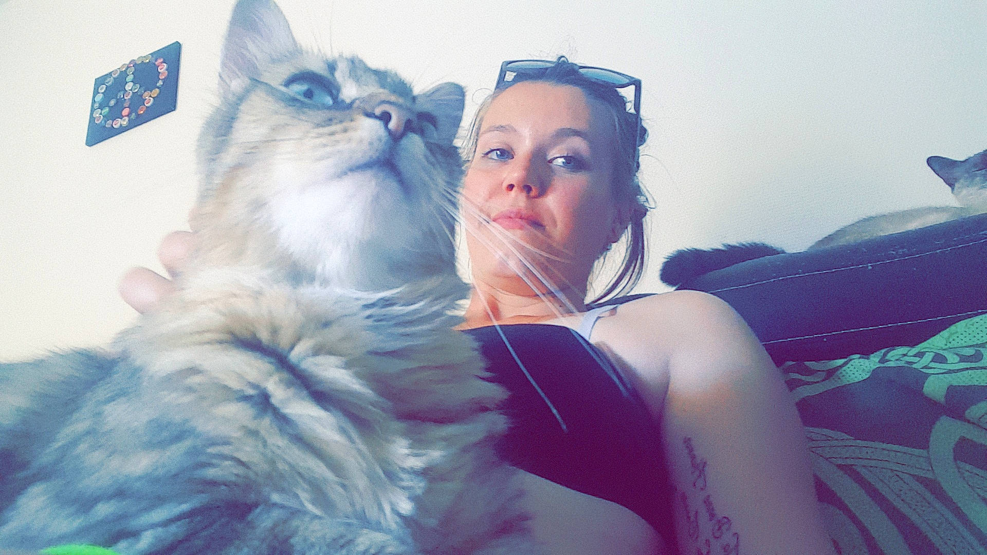 Louki participe au concours pour gagner de l'argent avec cette photo : beauty, blue, cat, cat_like_mammal, eye, face, fun, girl, human_hair_color, mammal, nose, organ, person, pink, purple, skin, small_to_medium_sized_cats, smile, snapshot, vertebrate