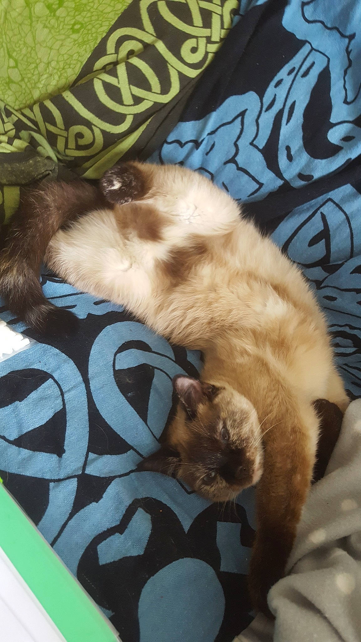 Hippie a rejoint le concours — aidez-le/la à gagner de superbes lots ! carnivoran, cat, cat_like_mammal, dog, dog_breed, dog_breed_group, dog_like_mammal, fur, kitten, nap, pomeranian, puppy, small_to_medium_sized_cats, whiskers