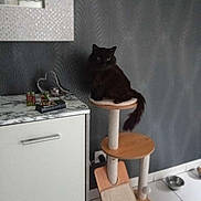 Vampiro participe au concours pour gagner de l'argent avec cette photo : black_cat, cat_tree, cat, indoor, cabinet, marble_top, gray_wall, pet_bowl, floor_tile, wood, furniture, pet, animal, domestic, sitting, quiet, home, modern, minimalist, resting