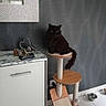 black_cat, cat_tree, cat, indoor, cabinet, marble_top, gray_wall, pet_bowl, floor_tile, wood, furniture, pet, animal, domestic, sitting, quiet, home, modern, minimalist, resting
