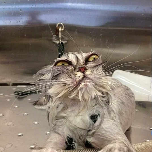 Pafou a rejoint le concours — aidez-le/la à gagner de superbes lots ! cat, wet, animal, pet, fur, yellow_eyes, sink, metal, water, dripping, claws, grip, whiskers, close_up, indoor, expression, fur_wet, face, animal_portrait, domestic_cat