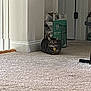 animal, box, carpet, cat, collar, corner, domestic, feline, floor, home, indoor, living_room, pet, pet_food, quiet, relaxed, resting, tabby, wall, yellow_tag