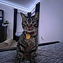 animal, bed, bedroom, carpet, cat, collar, cozy, curious, curtains, feline, furniture, indoor, lamp, pet, plant, soft_light, striped, tabby, tag, window