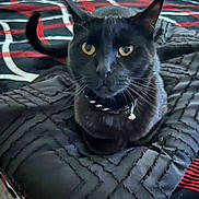 Dave joined the competition — help win amazing prizes! cat, black_cat, pet, feline, animal, golden_eyes, collar, indoors, bed, bedspread, quilt, black_fur, sitting, portrait, alert, whiskers, ears, tail, home, photography