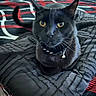 cat, black_cat, pet, feline, animal, golden_eyes, collar, indoors, bed, bedspread, quilt, black_fur, sitting, portrait, alert, whiskers, ears, tail, home, photography
