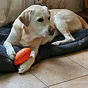 Lucky participe au concours pour gagner de l'argent avec cette photo : dog, toy, indoor, floor, tile, mat, resting, light, paws, animal, pet, orange, blue, cream_color, wallpaper, floral, comfort, quiet, home, relaxed