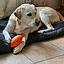 dog, toy, indoor, floor, tile, mat, resting, light, paws, animal, pet, orange, blue, cream_color, wallpaper, floral, comfort, quiet, home, relaxed