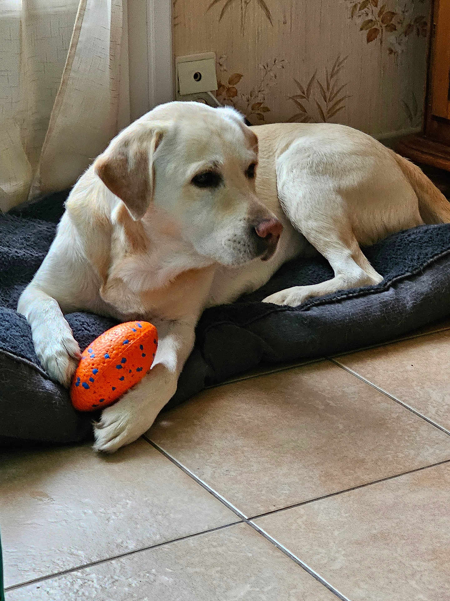 Lucky participe au concours pour gagner de l'argent avec cette photo : dog, toy, indoor, floor, tile, mat, resting, light, paws, animal, pet, orange, blue, cream_color, wallpaper, floral, comfort, quiet, home, relaxed