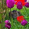 animal, cat, closeup, colorful, flora, flower, garden, green_grass, leaf, nature, outdoor, pet, plants, purple_flower, red_flower, spring, stem, tabby_cat, tulip, wildlife