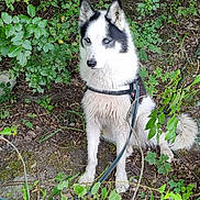 Kiwa participe au concours pour gagner de l'argent avec cette photo : dog, husky, blue_eyes, forest, leaves, harness, leash, outdoor, nature, canine, sitting, pet, animal, greenery, bushes, trees, fur, ground, alert, wild