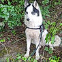 dog, husky, blue_eyes, forest, leaves, harness, leash, outdoor, nature, canine, sitting, pet, animal, greenery, bushes, trees, fur, ground, alert, wild