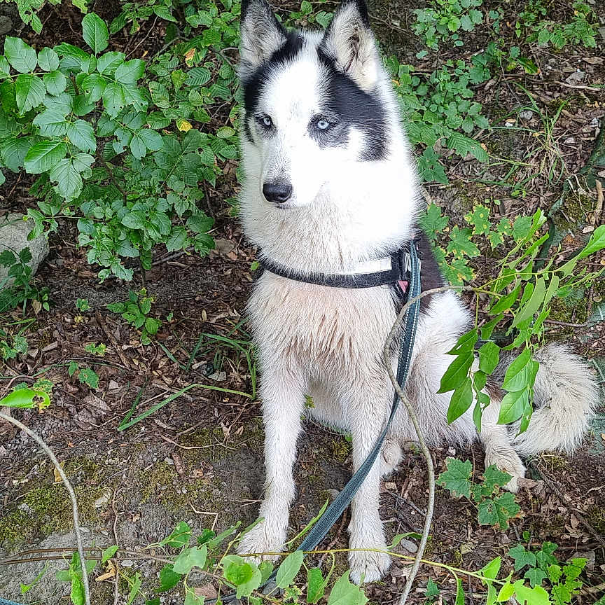 Kiwa participe au concours pour gagner de l'argent avec cette photo : alert, animal, blue_eyes, bushes, canine, dog, forest, fur, greenery, ground, harness, husky, leash, leaves, nature, outdoor, pet, sitting, trees, wild