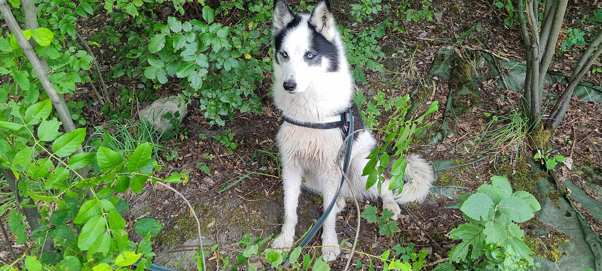 Kiwa participe au concours pour gagner de l'argent avec cette photo : dog, husky, blue_eyes, forest, leaves, harness, leash, outdoor, nature, canine, sitting, pet, animal, greenery, bushes, trees, fur, ground, alert, wild
