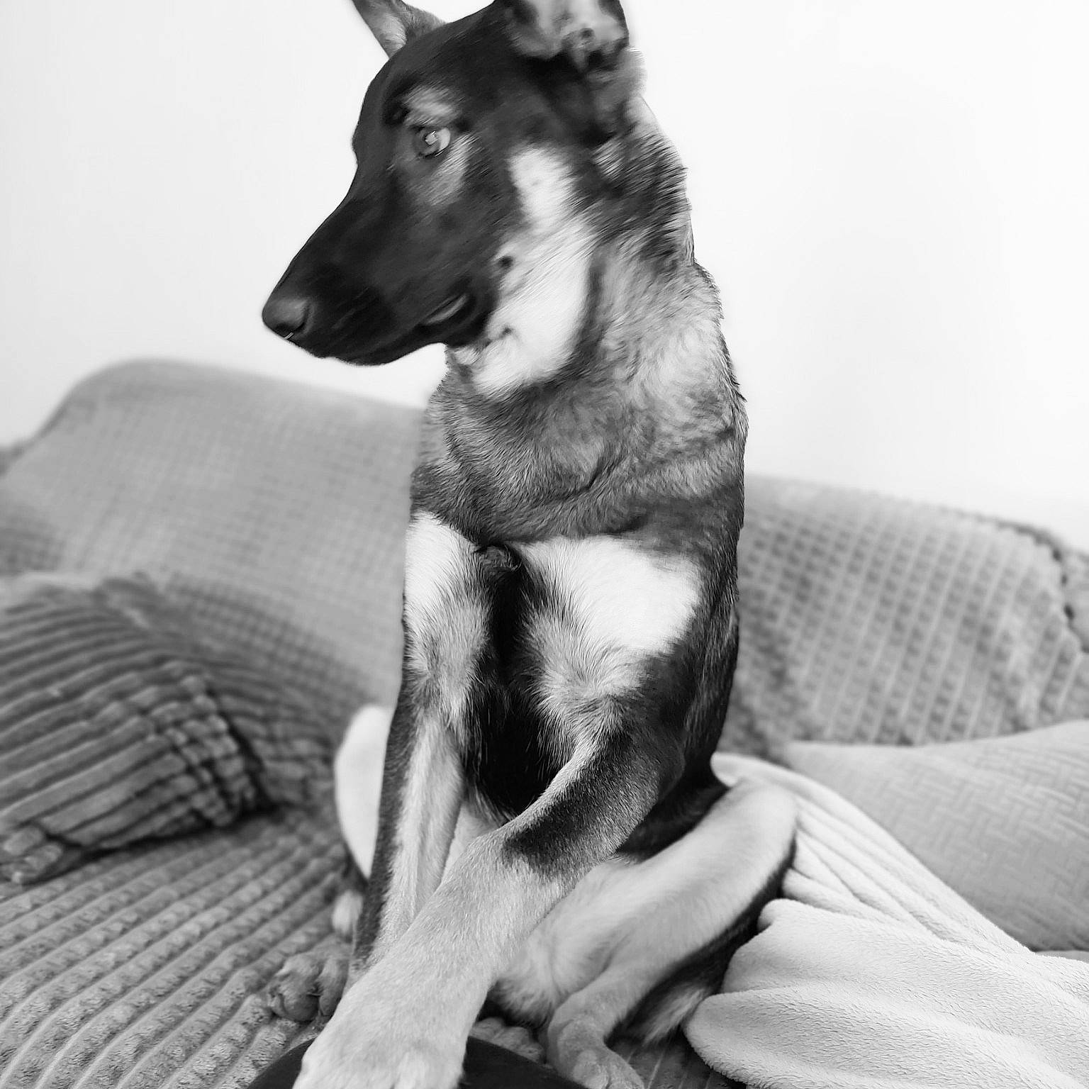 Tao participe au concours pour gagner de l'argent avec cette photo : canidae, carnivore, comfort, companion_dog, dog, dog_breed, dog_supply, fawn, foot, fur, linens, monochrome, monochrome_photography, paw, snout, sporting_group, terrestrial_animal, whiskers, white, working_animal