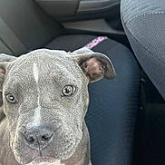 Livvy is registered to the contest to win money with this photo: dog, puppy, pet, car_interior, car_seat, seat, fabric, gray_fur, short_fur, ears, nose, whiskers, leash, seatbelt_buckle, window, portrait, close_up, curious, friendly, sitting