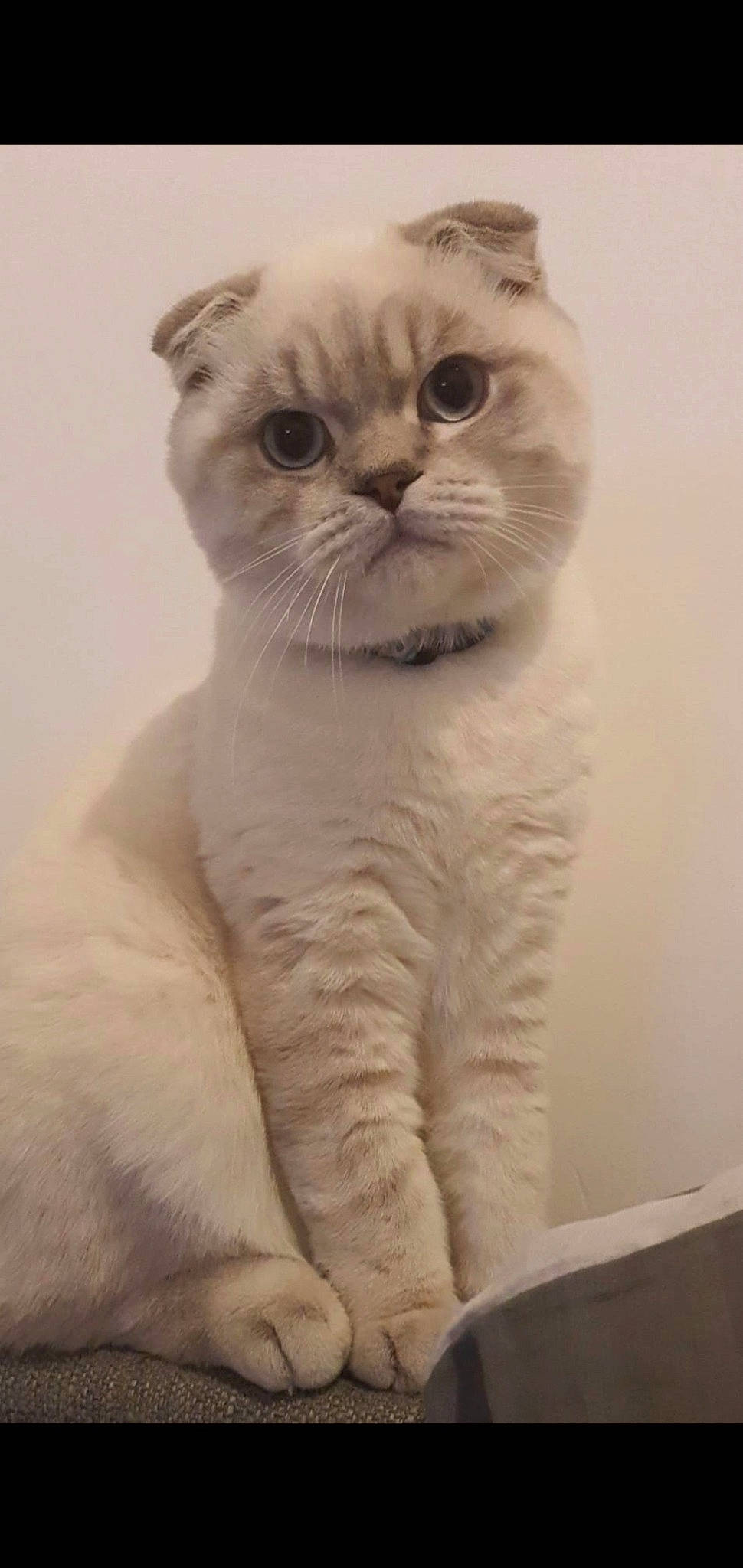 Raffaello participe au concours pour gagner de l'argent avec cette photo : carnivore, cat, fawn, felidae, fur, small_to_medium_sized_cats, snout, terrestrial_animal, whiskers, window