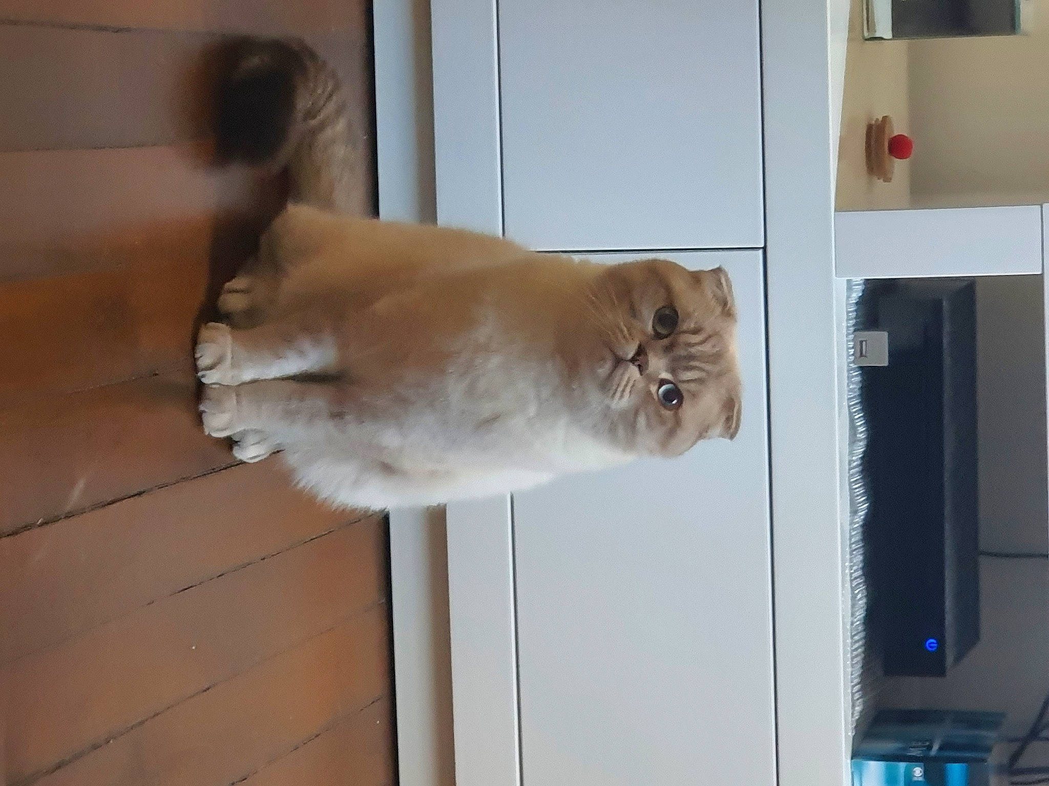 Raffaello a rejoint le concours — aidez-le/la à gagner de superbes lots ! canidae, carnivore, cat, companion_dog, dog_breed, domestic_short_haired_cat, fawn, felidae, flooring, fur, hardwood, home_door, plywood, room, small_to_medium_sized_cats, snout, sporting_group, tail, whiskers, wood