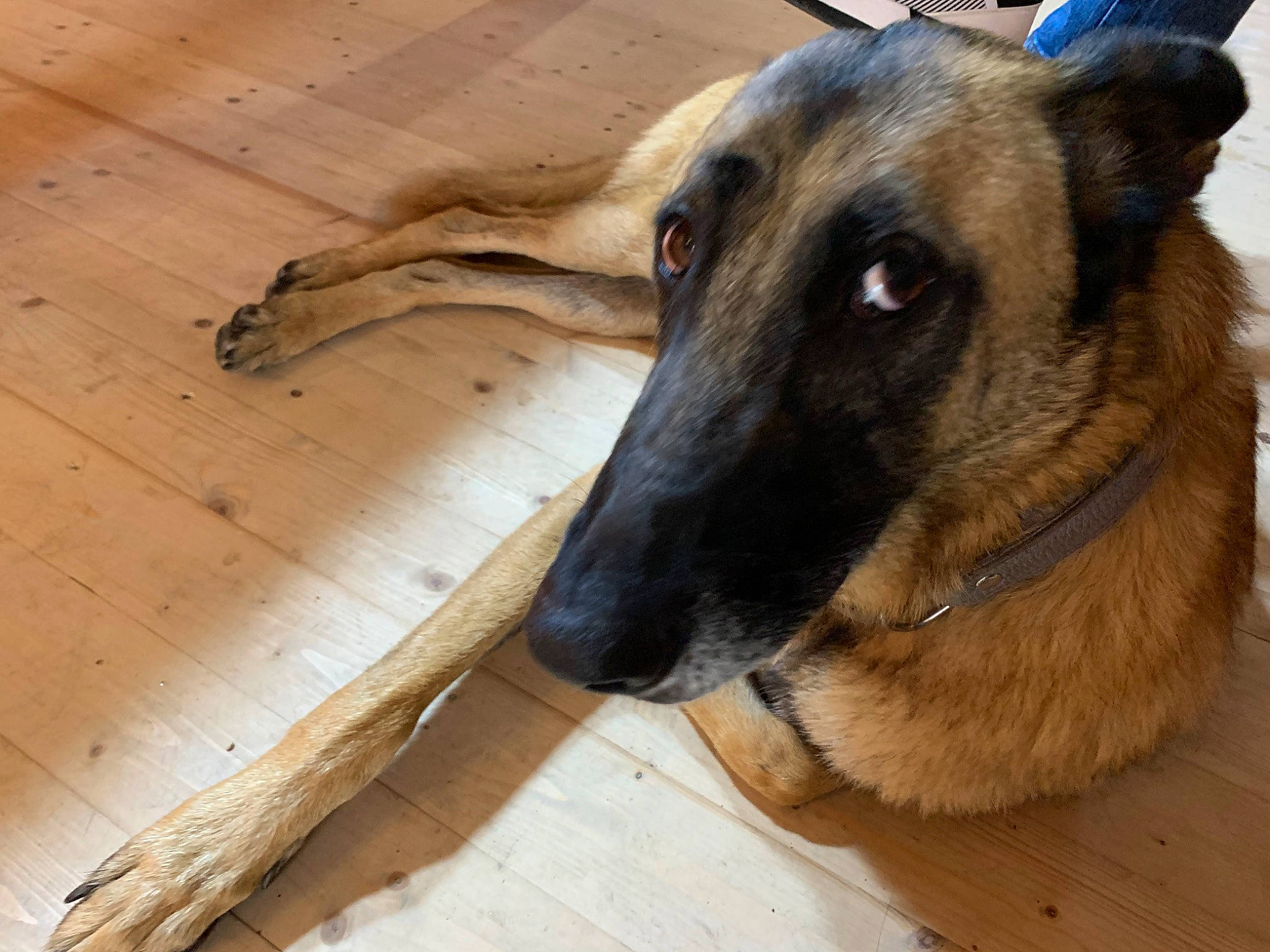 Sally participe au concours pour gagner de l'argent avec cette photo : canidae, carnivore, collar, companion_dog, dog, dog_breed, eye, fawn, flooring, fur, hardwood, plank, snout, sporting_group, terrestrial_animal, varnish, whiskers, wood, wood_stain, working_animal