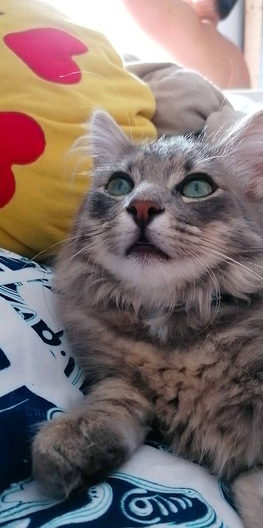 Sky a rejoint le concours — aidez-le/la à gagner de superbes lots ! carnivore, cat, claw, domestic_short_haired_cat, felidae, fur, iris, paw, small_to_medium_sized_cats, snout, terrestrial_animal, whiskers