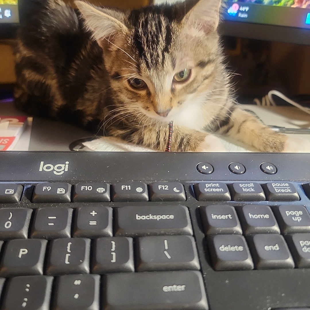 Tippy Toes is registered to the contest to win money with this photo: animal, architecture, building, cat, computer, computerhardware, computerkeyboard, desk, electronics, furniture, hardware, kitten, laptop, manx, monitor, pc, pet, screen, table, tv