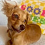 dog, pet, golden_brown, fur, ears, nose, mouth, eyes, pillow, flowers, letters, textile, soft_surface, indoor, close_up, cute, lying_down, comfortable, background, cozy