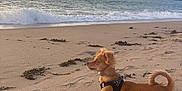 Azur a rejoint le concours — aidez-le/la à gagner de superbes lots ! dog, beach, sand, ocean, waves, sky, cloudy, island, leash, harness, pet, animal, outdoor, nature, water, coast, shore, curious, standing, sunset