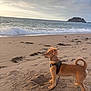 dog, beach, sand, ocean, waves, sky, cloudy, island, leash, harness, pet, animal, outdoor, nature, water, coast, shore, curious, standing, sunset