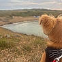dog, harness, leash, grass, bay, water, cloudy_sky, landscape, outdoor, nature, animal, canine, fur, field, coast, scenic, calm, view, pet, walking