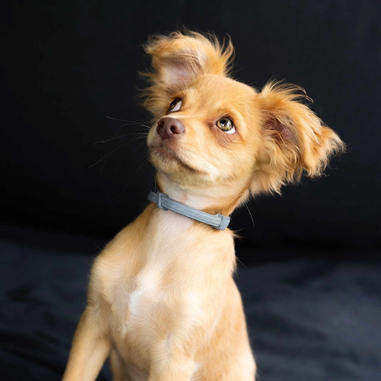 Azur a rejoint le concours — aidez-le/la à gagner de superbes lots ! animal, collar, companion, curious, cute, dog, domestic, ears, friendly, fur, golden, indoor, looking_up, mammal, pet, portrait, puppy, soft, whiskers, young