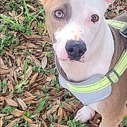 Blue is registered to the contest to win money with this photo: dog, puppy, pet, outdoor, leaves, greenery, harness, brown, white, curious, animal, nature, ears, snout, paws, ground, young_dog, cute, looking_up, daylight