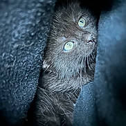 Haya a rejoint le concours — aidez-le/la à gagner de superbes lots ! kitten, black_cat, close_up, fur, eyes, pet, animal, cute, cozy, dark, texture, whiskers, soft, portrait, indoor, feline, curious, resting, shadow, snuggle