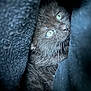 kitten, black_cat, close_up, fur, eyes, pet, animal, cute, cozy, dark, texture, whiskers, soft, portrait, indoor, feline, curious, resting, shadow, snuggle