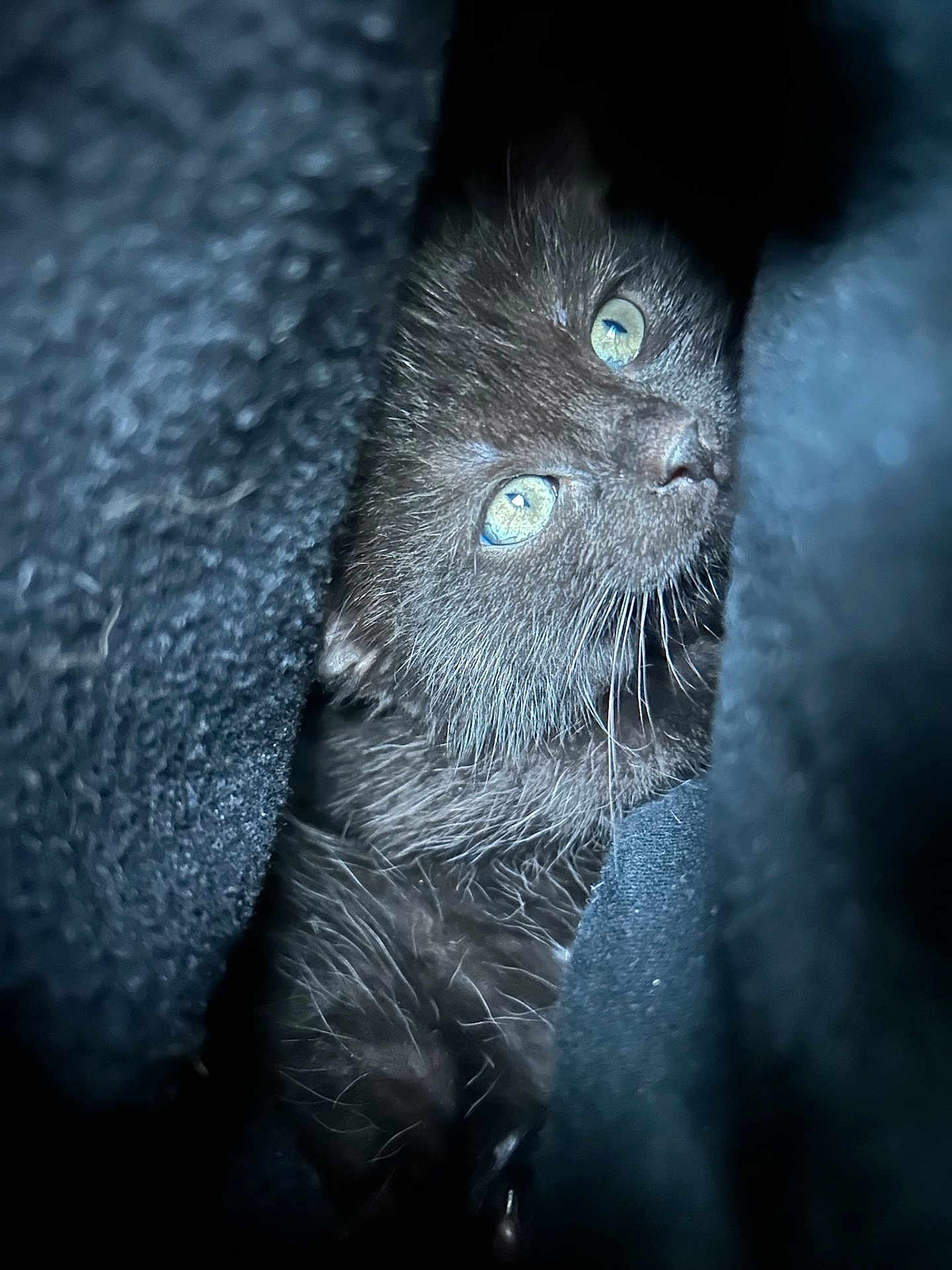 Haya a rejoint le concours — aidez-le/la à gagner de superbes lots ! kitten, black_cat, close_up, fur, eyes, pet, animal, cute, cozy, dark, texture, whiskers, soft, portrait, indoor, feline, curious, resting, shadow, snuggle