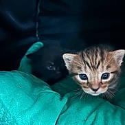 Busa participe au concours pour gagner de l'argent avec cette photo : kitten, cat, tabby, black_cat, blanket, teal, soft, cute, animal, pet, fur, whiskers, young, indoors, cozy, mammal, face, eyes, portrait, feline
