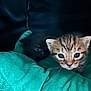 kitten, cat, tabby, black_cat, blanket, teal, soft, cute, animal, pet, fur, whiskers, young, indoors, cozy, mammal, face, eyes, portrait, feline