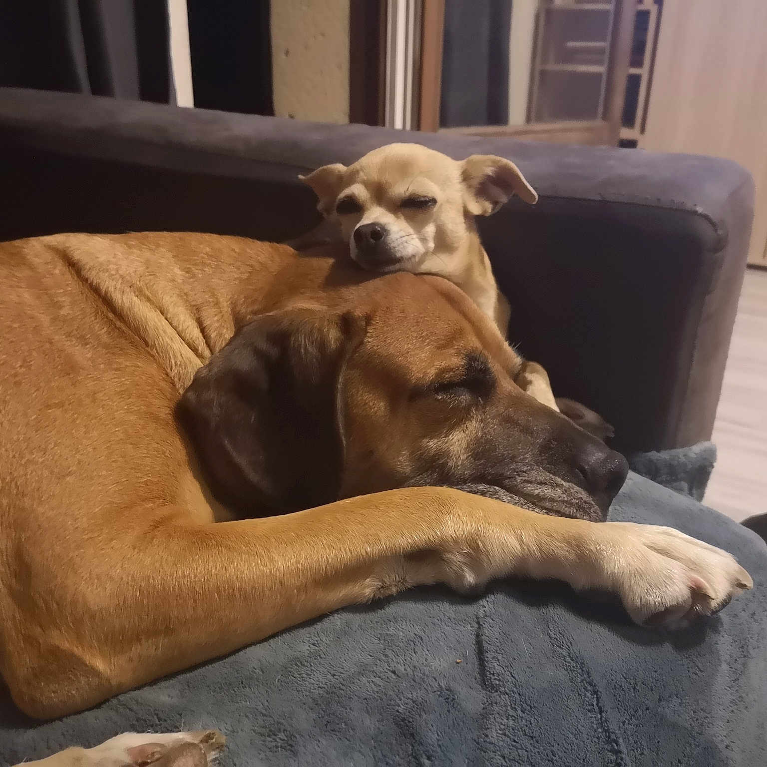 éden Et Lili
