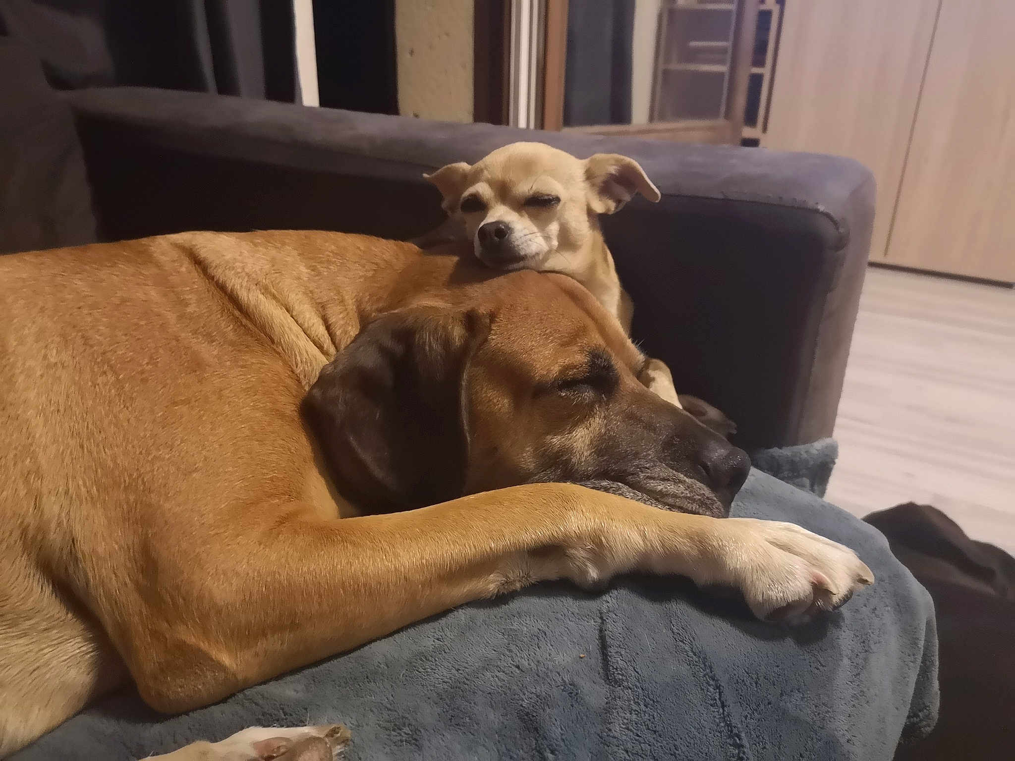 éden Et Lili