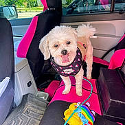 Teddy Gram is registered to the contest to win money with this photo: animal, car, car_interior, colorful, cute, dog, door, fur, happy, inside, leash, pet, playful, seat, seat_cover, small_dog, toy, vehicle, white_dog, window