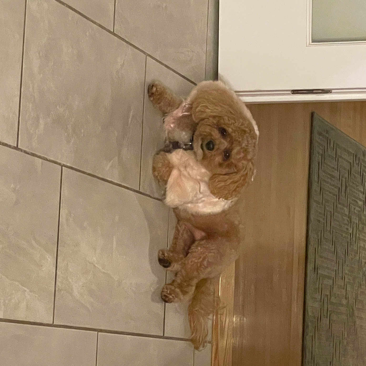 Rosie
