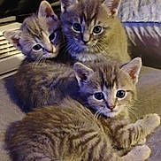 Tucker Tiny Hopper is registered to the contest to win money with this photo: kitten, cat, animal, pet, feline, cute, fur, whiskers, eyes, cuddle, sleepy, indoor, closeup, adorable, young, small, mammal, domestic, three, resting