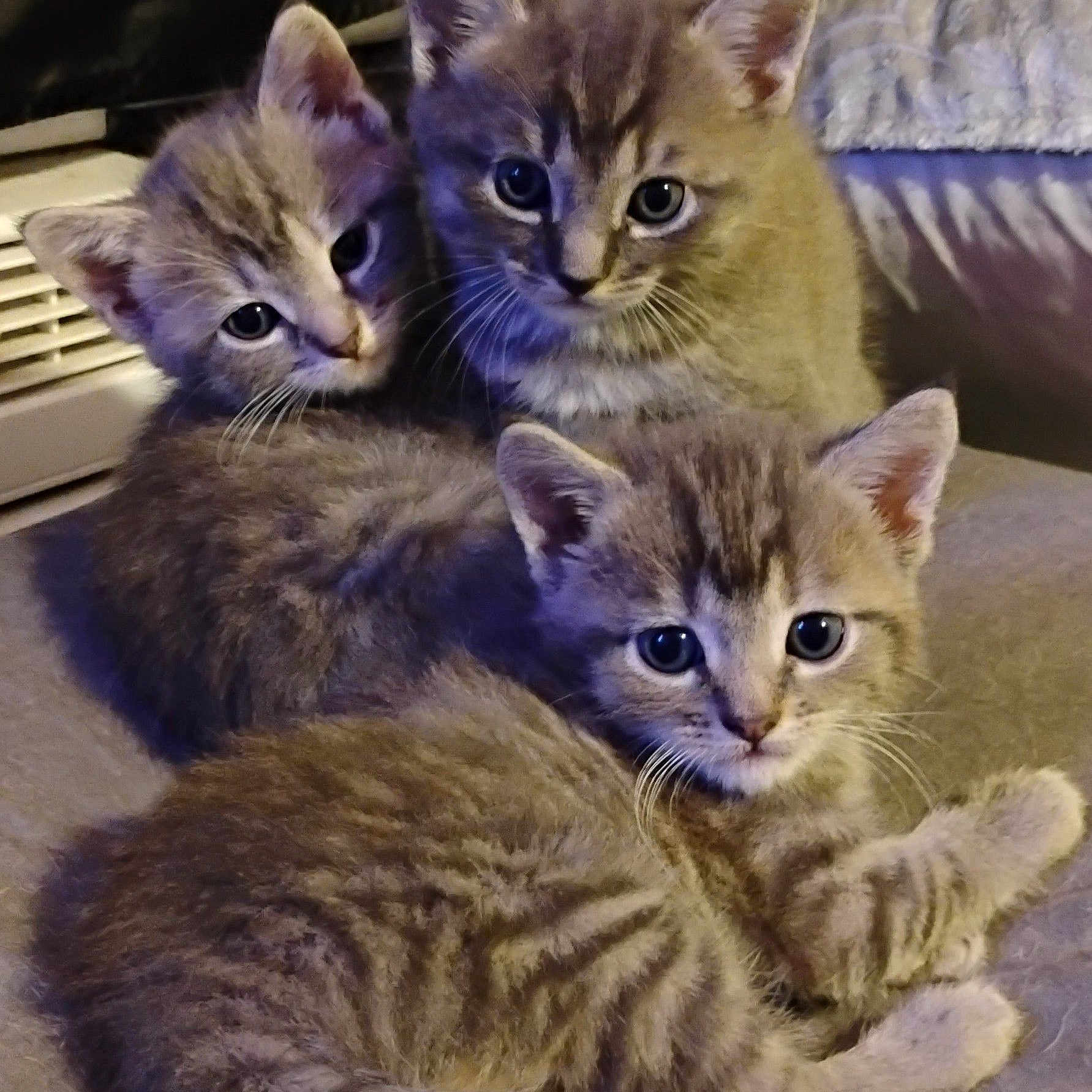 Tucker Tiny Hopper is registered to the contest to win money with this photo: kitten, cat, animal, pet, feline, cute, fur, whiskers, eyes, cuddle, sleepy, indoor, closeup, adorable, young, small, mammal, domestic, three, resting