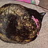 cat, tortoiseshell_cat, collar, sleeping, curled_up, cushion, gray, indoor, pet, feline, resting, cozy, fur, animal, floor_tiles, pink_collar, comfort, home, relaxing, domestic