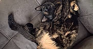Sushi is registered to the contest to win money with this photo: animal, cat, comfortable, couch, cozy, cute, feline, fur, gray, home, indoor, paw, pet, relaxed, resting, sleepy, stretching, tail, tortoiseshell, whiskers