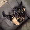 Sushi is registered to the contest to win money with this photo: cat, tortoiseshell, pet, animal, feline, couch, gray, fur, relaxed, indoor, paw, tail, whiskers, sleepy, resting, cute, cozy, home, stretching, comfortable